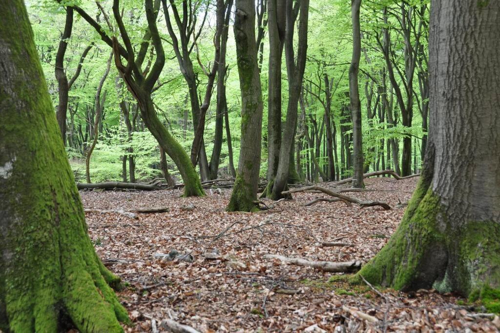 Op Boszicht Genieten Van De Rust & Natuur Putten Eksteriør bilde